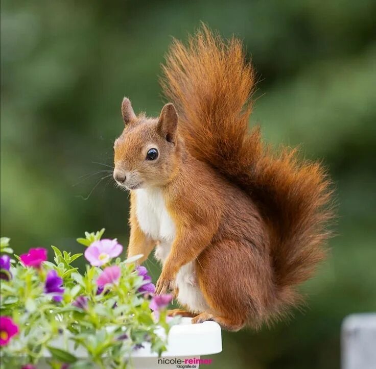 Картинки белки животные Pin on Белочки. Squirrel pictures, Cute squirrel, Baby animals