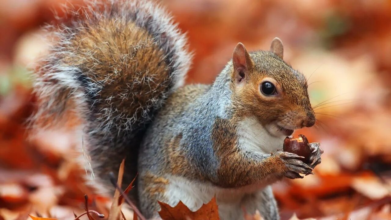 Картинки белки животные A Squirrel's Guide to Success (2018)