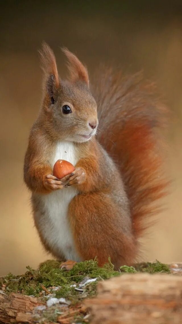 Картинки белки животные Pin by Stacy Jardine on Squirreling Around in 2022 Baby animal drawings, Animals