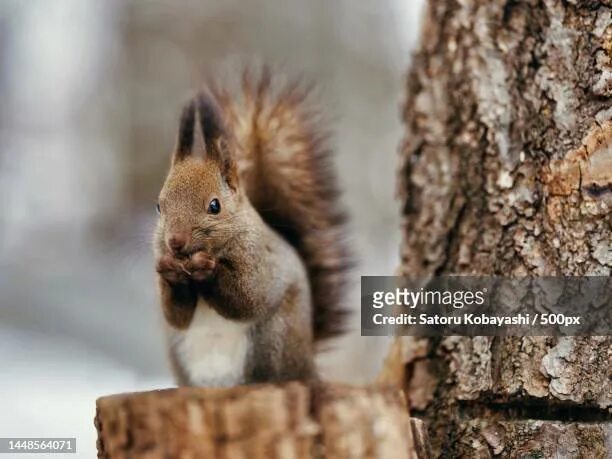 Картинки белки животные 4,486 Squirrel With Nuts Stock Photos, High-Res Pictures, and Images - Getty Ima