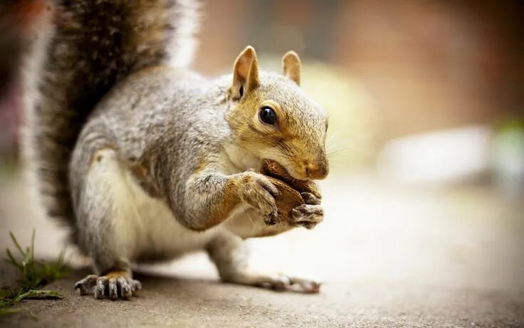 Картинки белки животные My Point of View Squirrel, Cute animal videos, Cute animal pictures