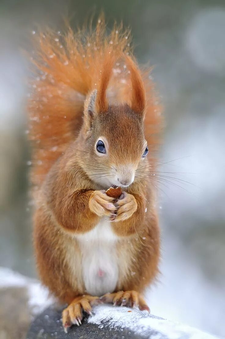 Картинки белки животные Pin by LiBella on Deko Cute animals, Cute squirrel, Animals beautiful