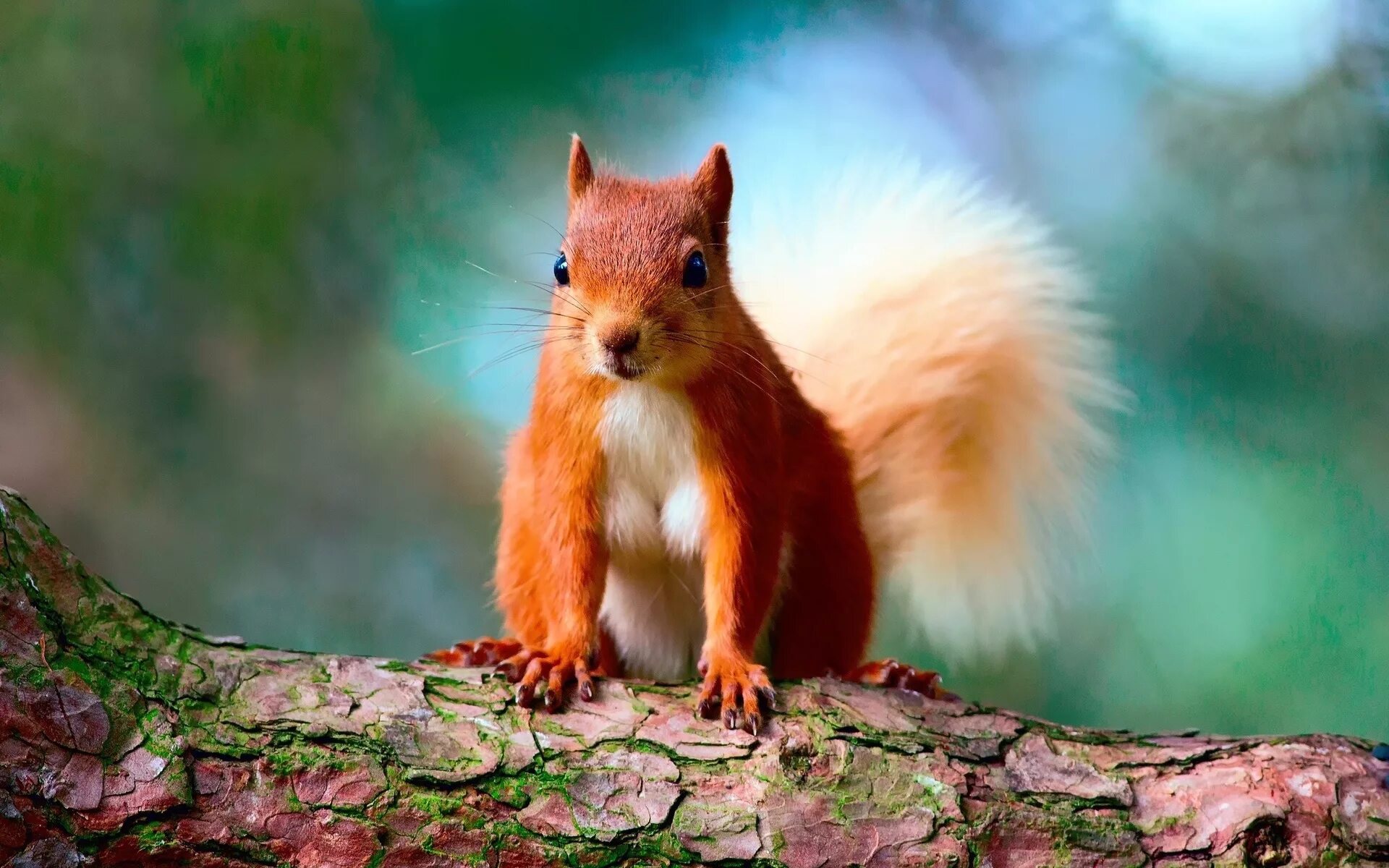 Картинки белки животные Funny red squirrel Desktop wallpapers 1024x1024