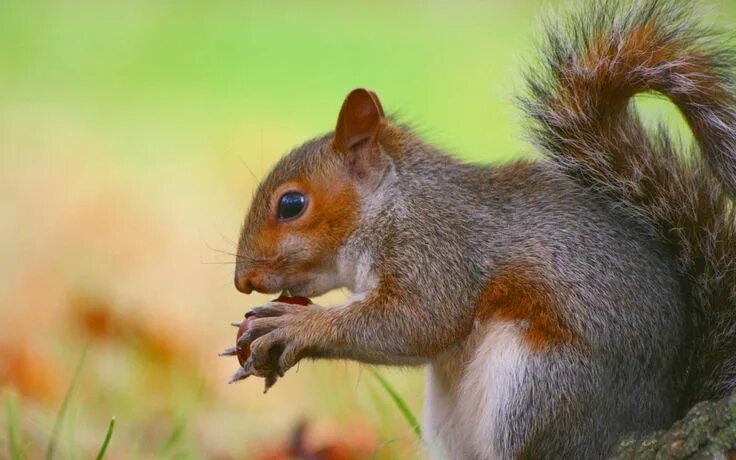 Картинки белки животные Squirrel with conker Squirrel, Animals beautiful, Animal planet