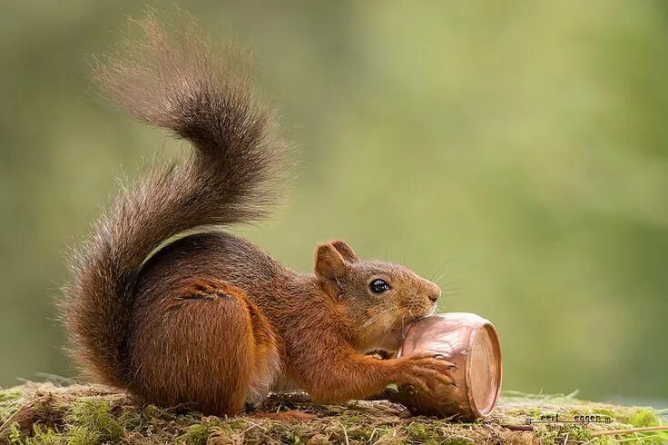 Картинки белки животные pot for food Cute squirrel, Squirrel pictures, Cute animals