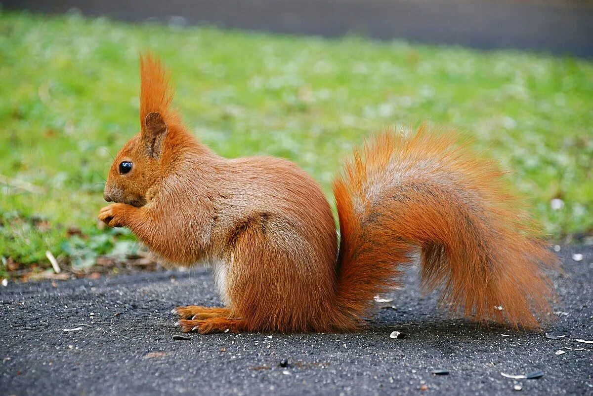 Картинки белки животные Файл:Squirrel by mareckr.jpg - Вікіпедыя
