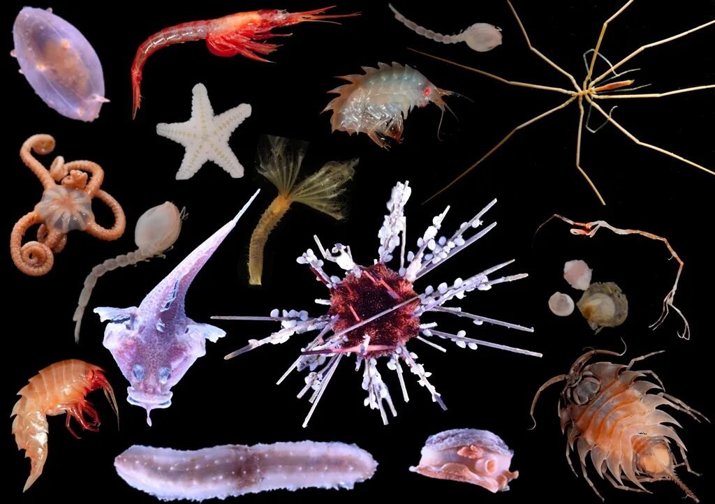Картинки беспозвоночных животных Physiological diversity, biodiversity patterns and global climate change: testin