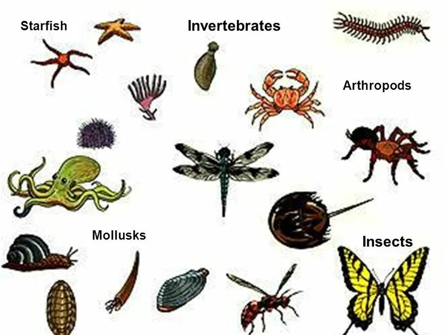 Картинки беспозвоночных животных Invertebrate Phyla 201 plays Quizizz