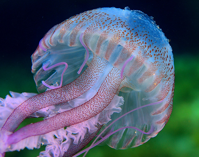 Картинки беспозвоночных животных Smithsonian Ocean Smithsonian Ocean