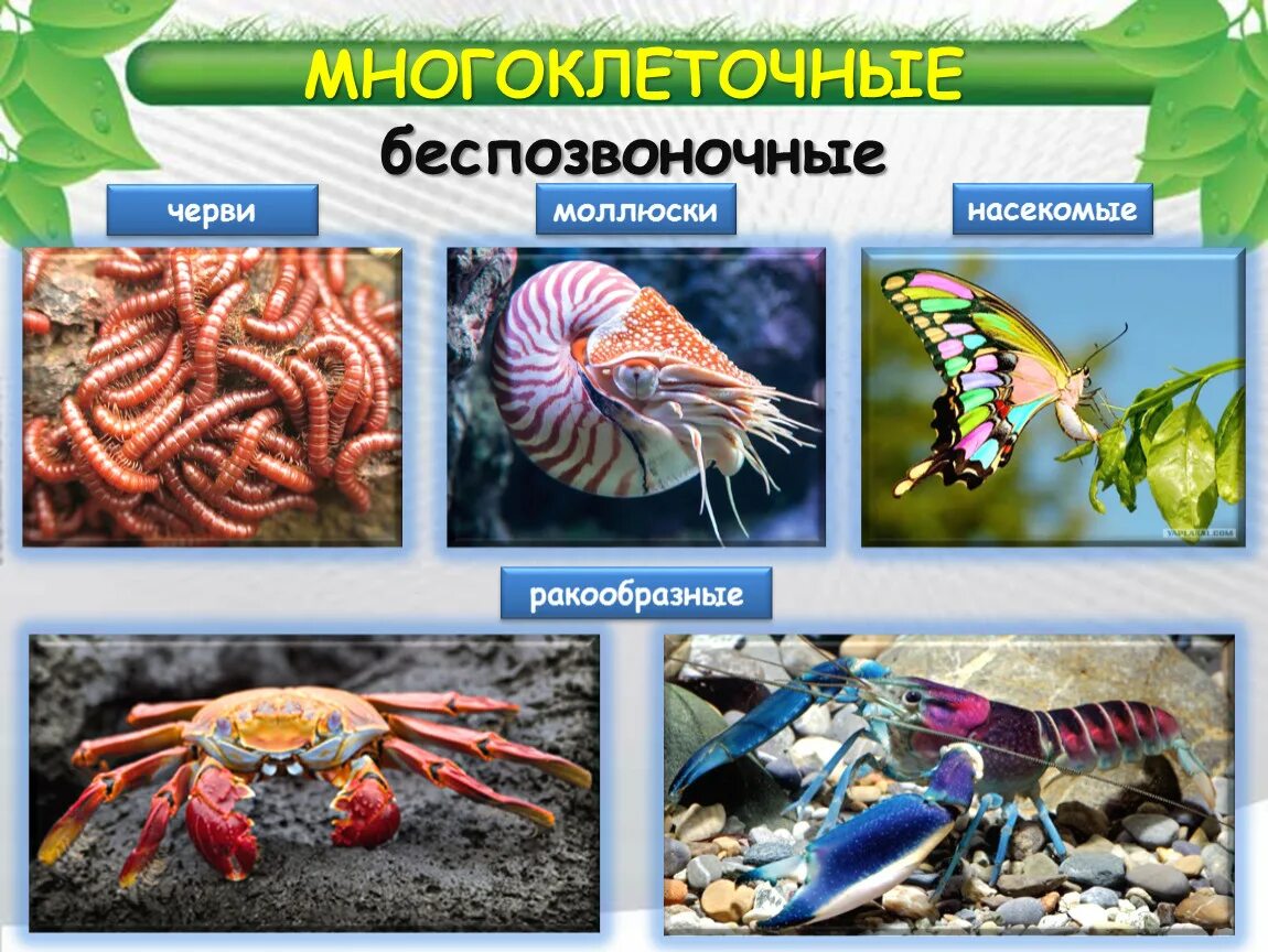 Картинки беспозвоночных животных Животные маленькие и большие