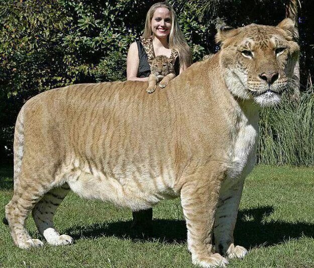 Картинки больших животных The Liger Rare animals, Wild cats, Animals