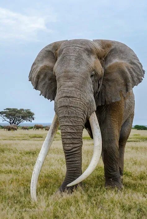 Картинки больших животных Captivating Bull Elephant Pictures and Facts