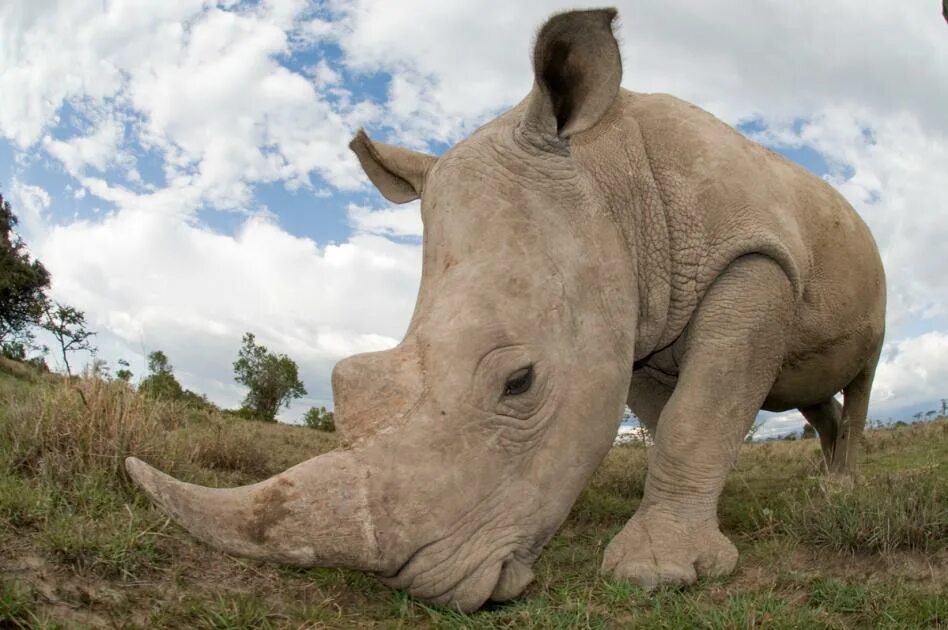 Картинки больших животных Rhinoceros: Africa's armoured giant WWF