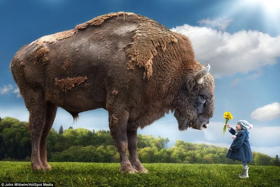 Картинки больших животных IT director turns his wildlife pictures into surreal works of art