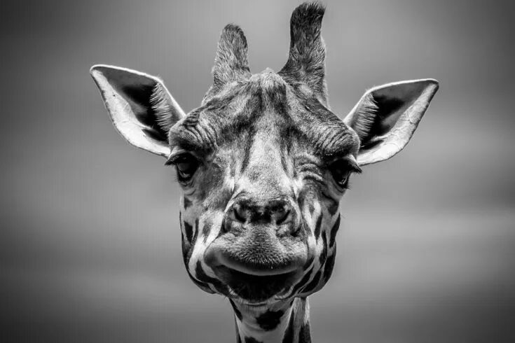 Картинки ч животными Image result for giraffe portrait photography Jirafa de peluche, Animales en pel