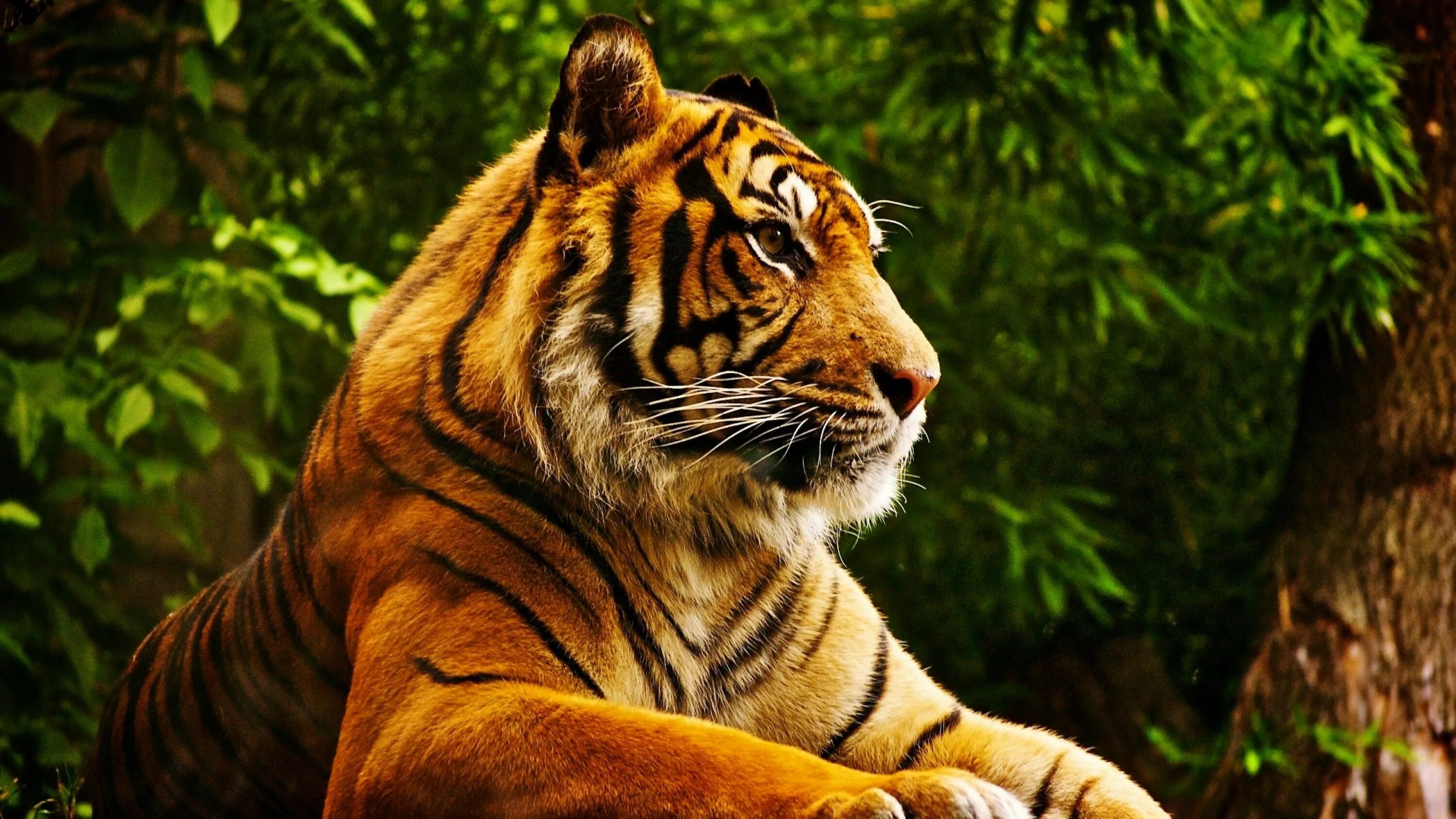 Картинки ч животными Beautiful Bengal Tiger Tiger wallpaper, Animals beautiful, Pet tiger