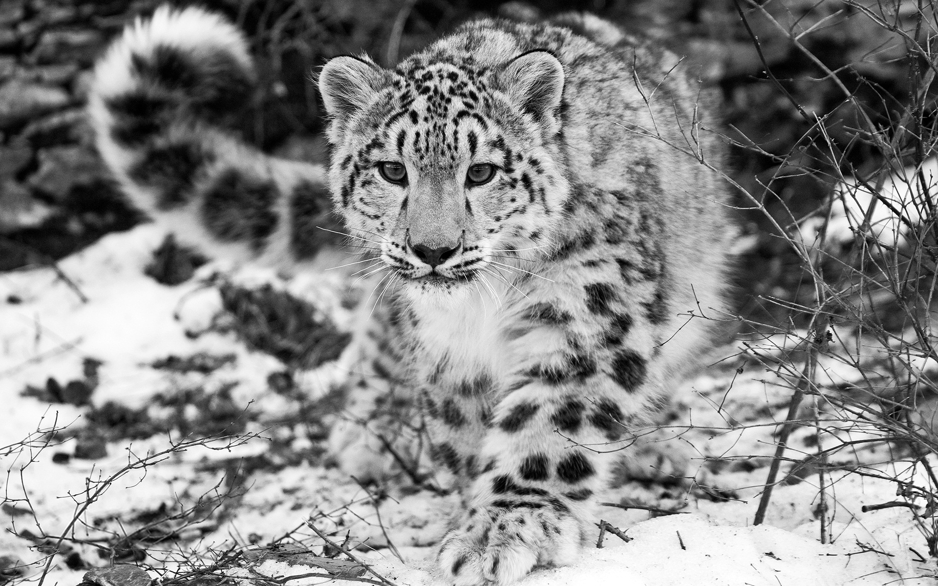 Картинки ч животными The Snow Leopard - Wallpaper, High Definition, High Quality, Widescreen