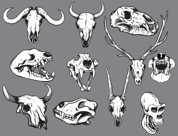 Картинки черепа животного more animal skulls Skull drawing, Animal skull drawing, Animal skull tattoos