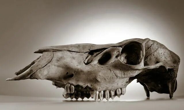 Картинки черепа животного Robin Loznak Photography, LLC: Animal skulls with seamless background Animal sku