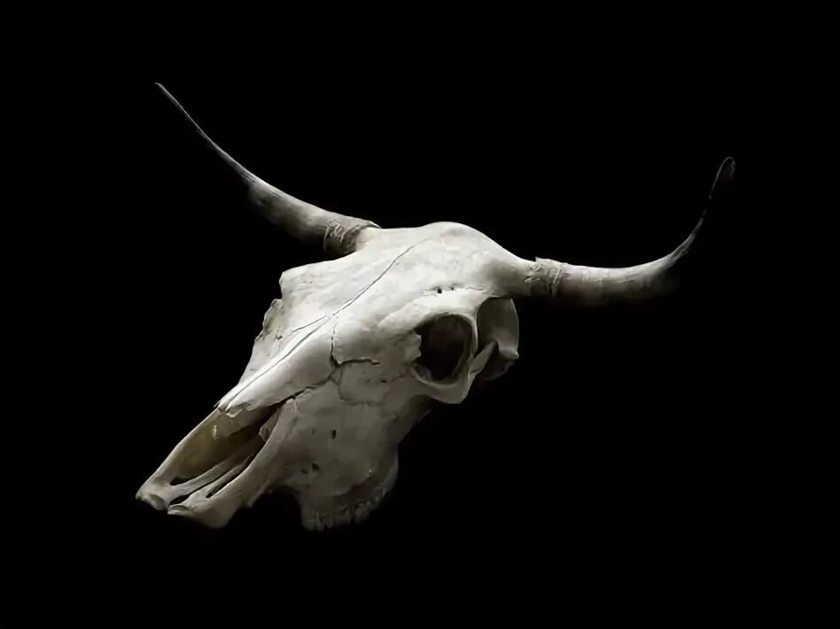 Картинки черепа животного 10 популярных идей на тему "cattle skull" для вдохновения