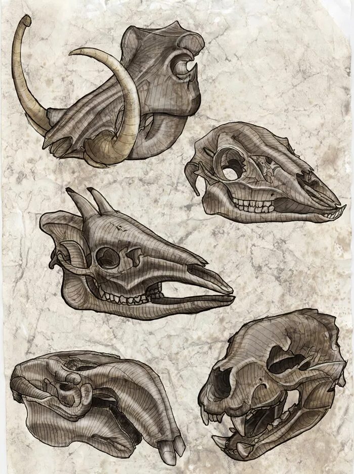 Картинки черепа животного A variety of five interesting skulls. #Anatomy #Sketch in 2020 Animal sketches, 