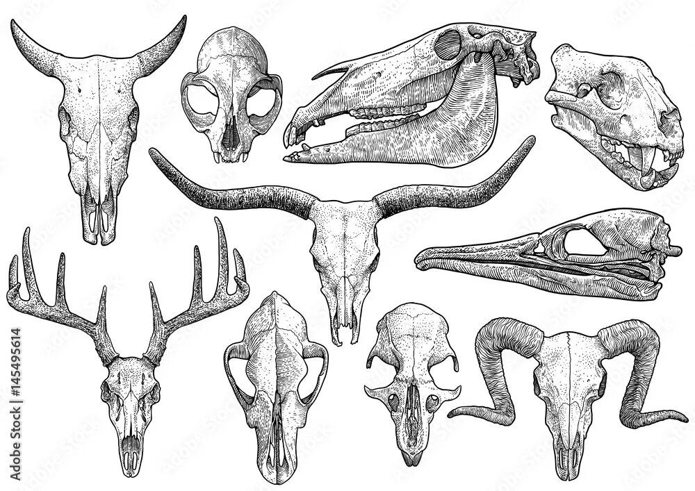 Картинки черепа животного Animal skull collection illustration, drawing, engraving, ink, line art, vector 