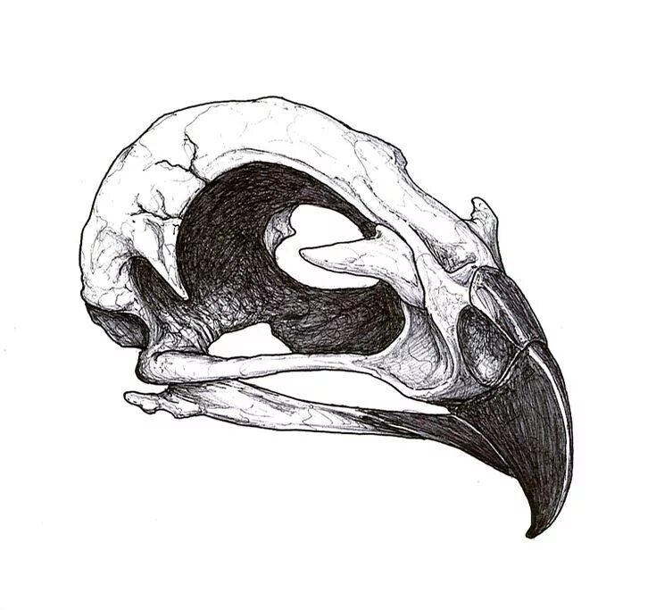 Картинки черепа животного Grey Ink Hawk Skull Tattoo Design Animal skull drawing, Skull tattoo design, Sku