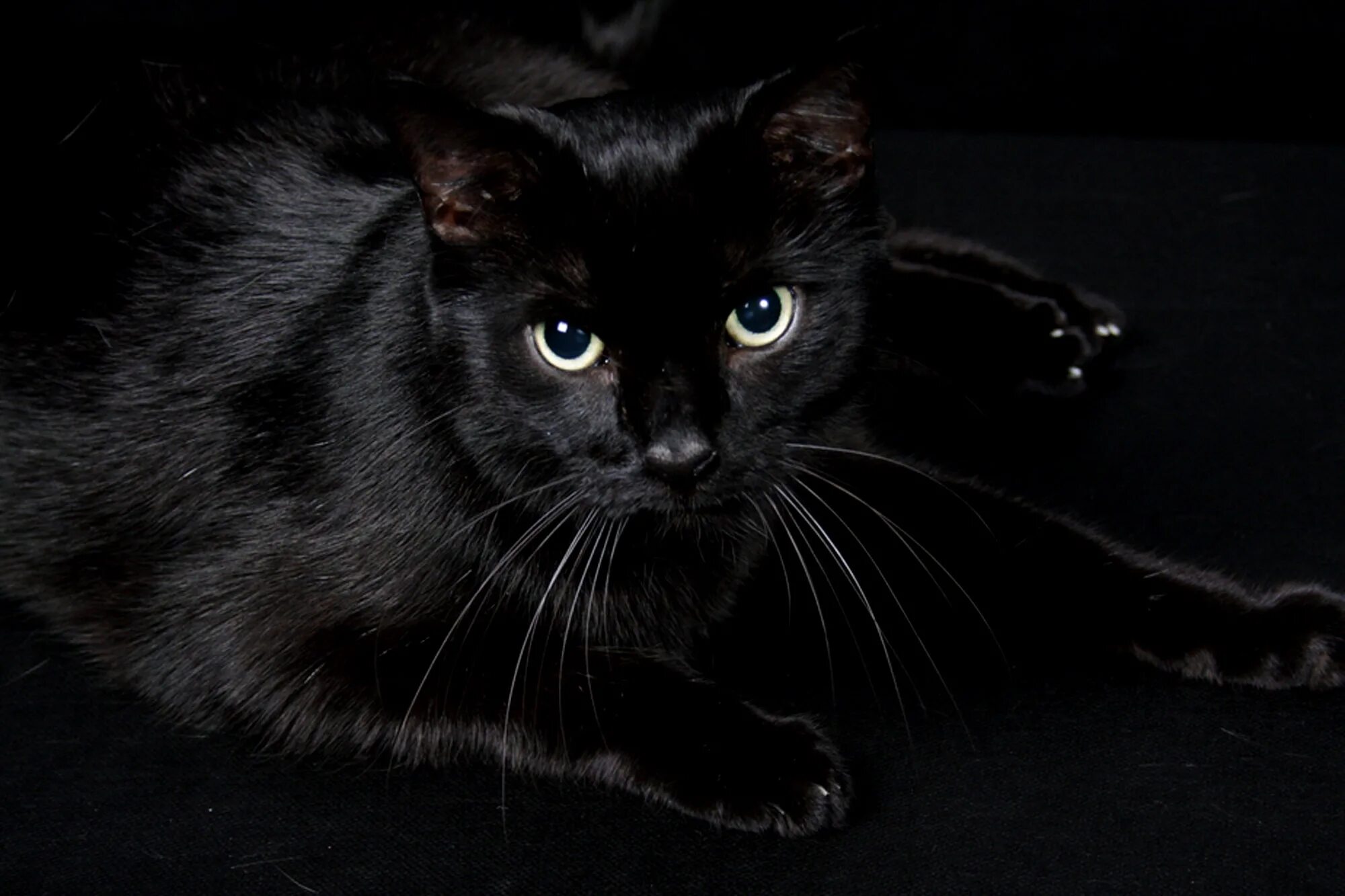 Картинки черных фото People actually adopt black cats for Halloween costume props