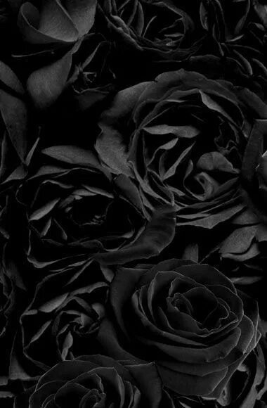 Картинки черных фото Pin on Sfondi Black roses wallpaper, Black rose, Rose wallpaper