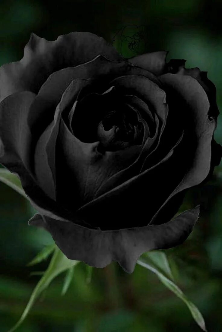 Картинки черных фото Чёрная роза Black rose flower, Beautiful rose flowers, Amazing flowers