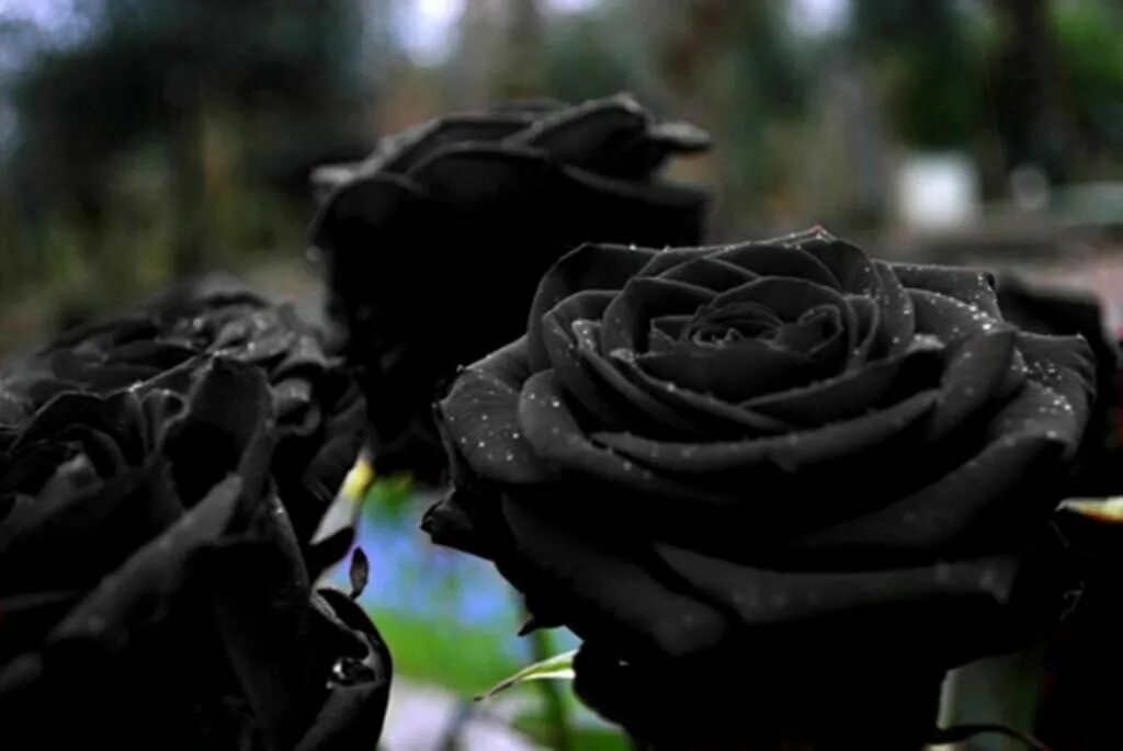 Картинки черных фото Rare Black Rose Flower Seeds Garden Plant, (Buy 1 Get 1 15% Off) eBay