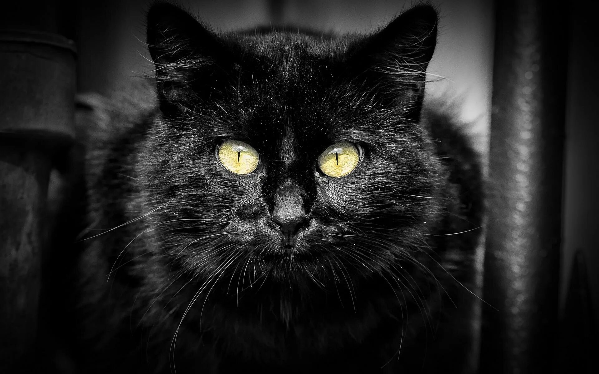 Картинки черных фото Black cat, yellow eyes, black background, black fur cat #Black #Cat #Yellow #Eye