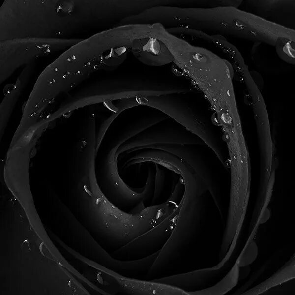 Картинки черных фото wallpaper-mh83-beautiful-dark-rose-flower-nature Black roses wallpaper, Beautifu