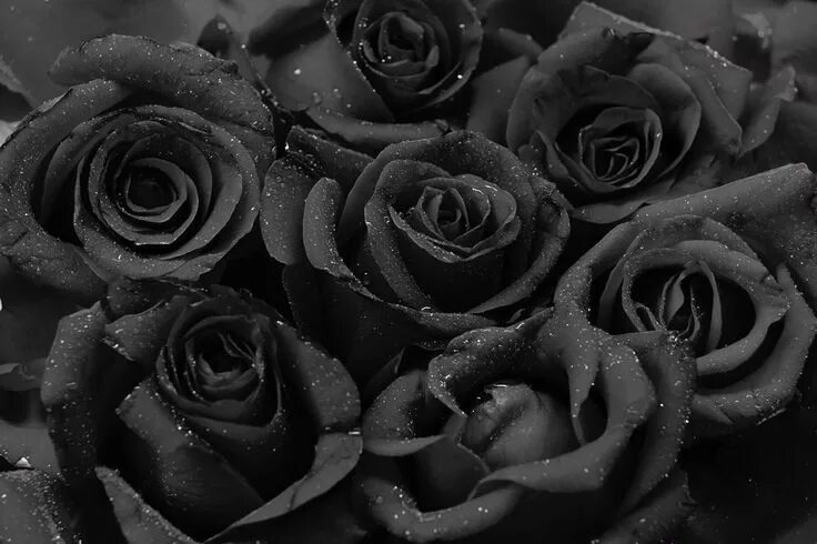 Картинки черных фото Oui, la rose noire existe et elle pousse à Halfeti en Turquie Rose noire, Rose n