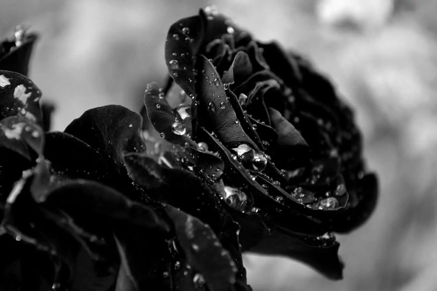 Картинки черных фото Download Add some drama to your life with this beautiful black rose Wallpapers.c