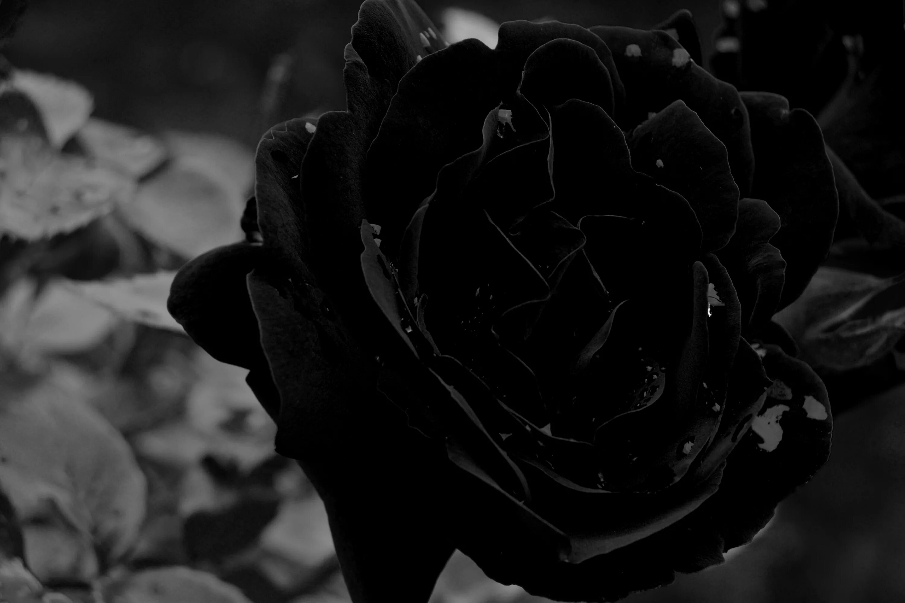 Картинки черных фото Free Images : black and white, leaf, flower, petal, rose, darkness, flora, close