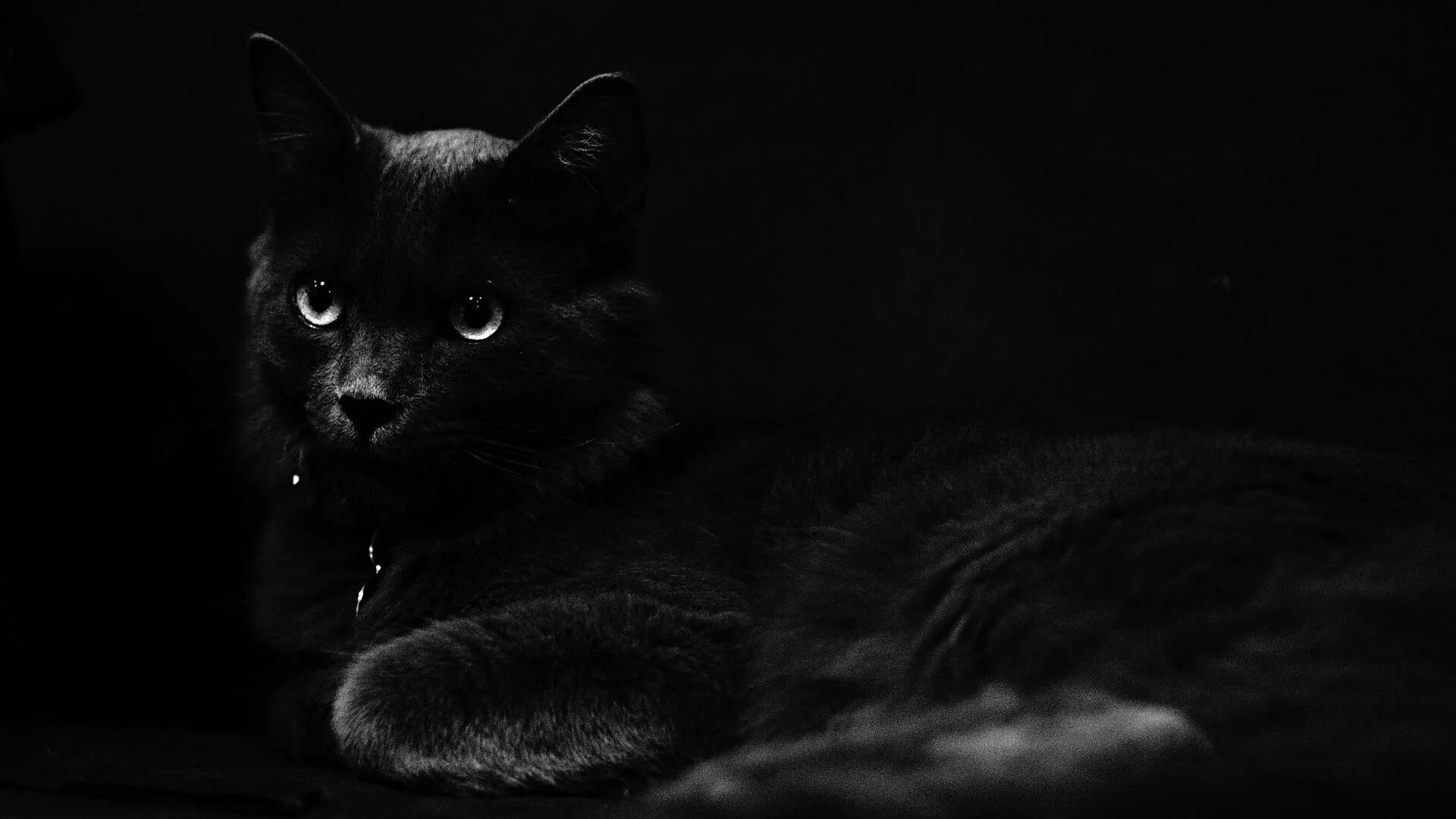 Картинки черных фото Download Dark Halloween Black Cat Wallpaper Wallpapers.com