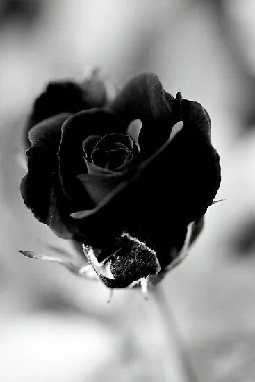 Картинки черных фото Black roses wallpaper, Black and white roses, Black and white flowers