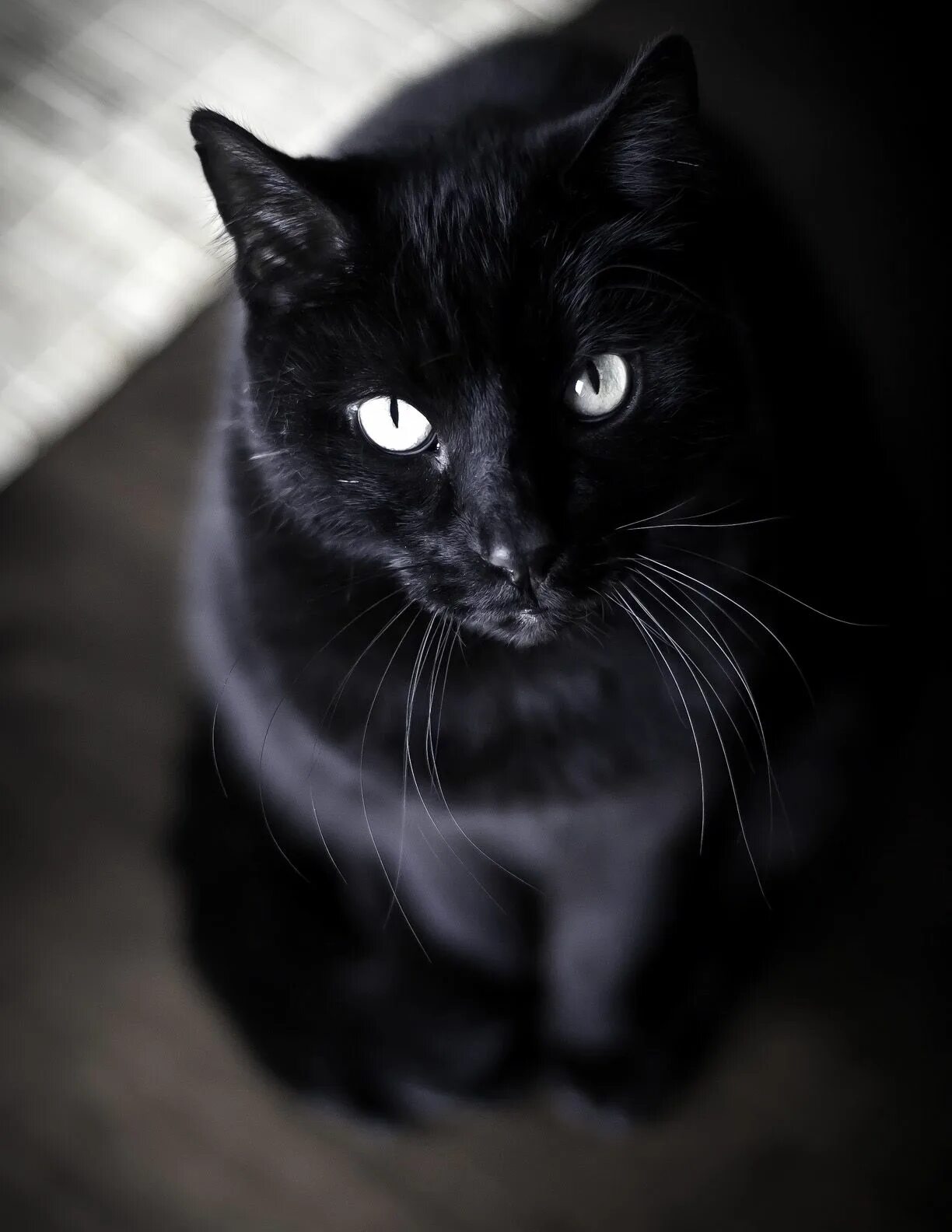 Картинки черных фото Black cat breeds, Cats, Short hair black