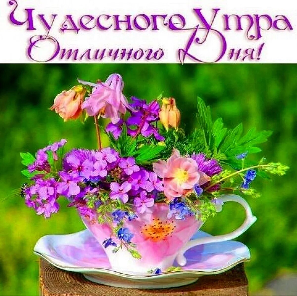 Картинки чудесного утра доброго дня прикольные Картинки УТРО ДОБРЕЙШЕГО ПРЕКРАСНОГО НАСТРОЕНИЯ КАРТИНКИ КРАСИВЫЕ