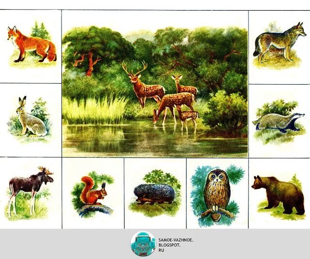 Картинки диких животных и птиц ЗООЛОГИЧЕСКОЕ ЛОТО "В МИРЕ ЖИВОТНЫХ" Animal activities for kids, Animal habitats