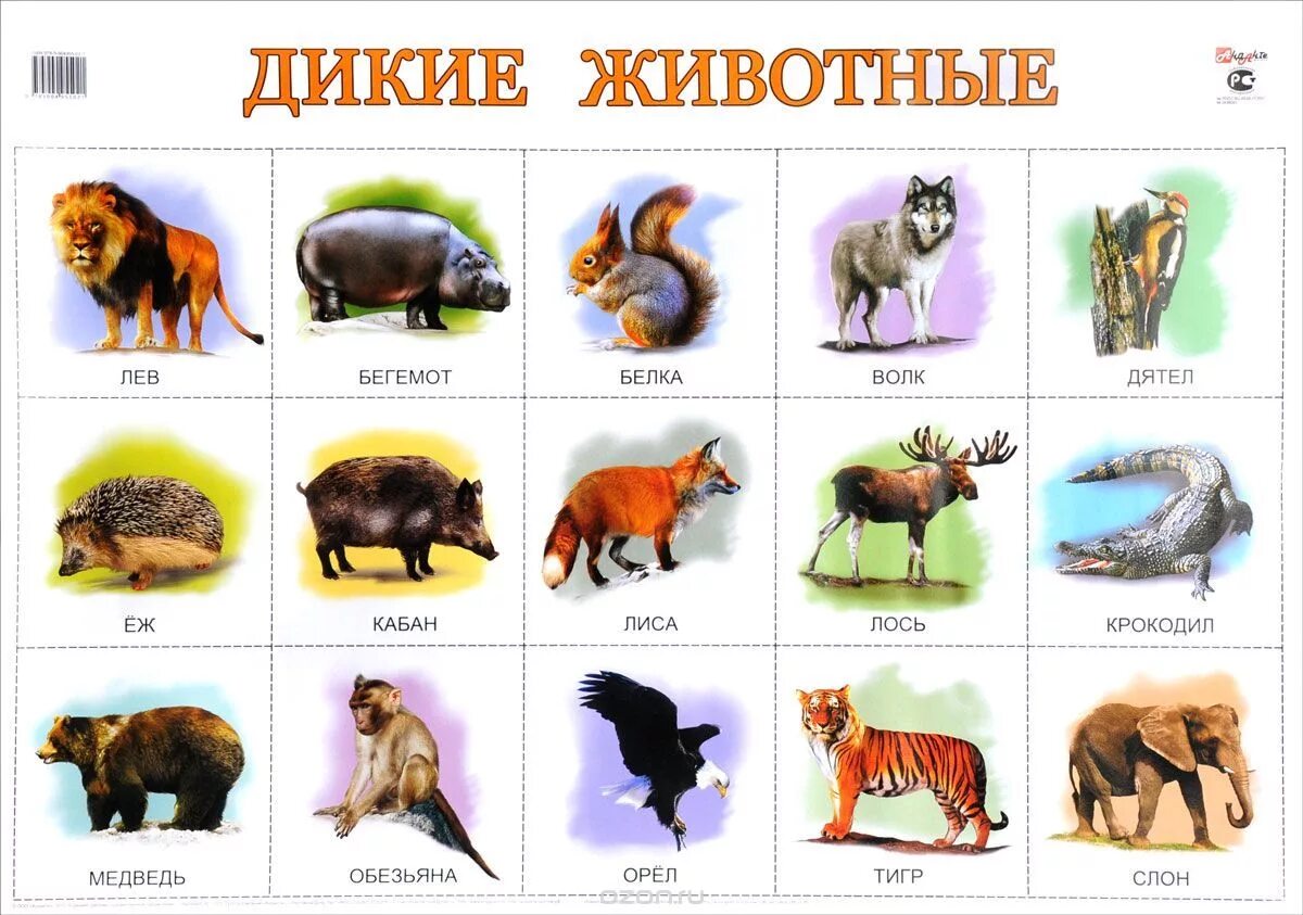 Картинки диких животных и птиц Животные названия и возраст: найдено 85 изображений