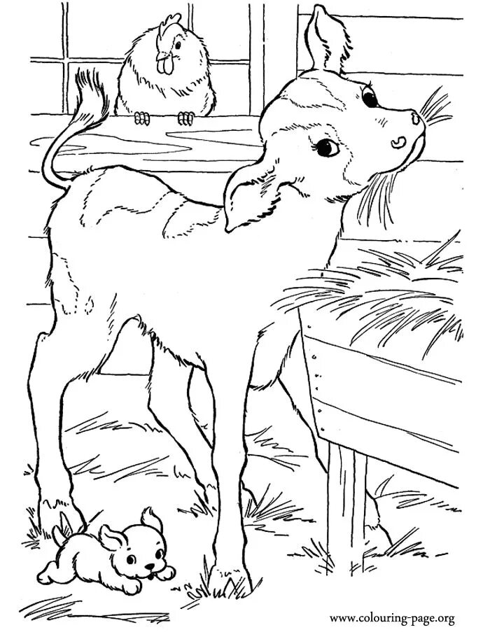 Картинки для раскрашивания домашние животные Cows and Calves - A cute baby calf in the barn coloring page Cow coloring pages,
