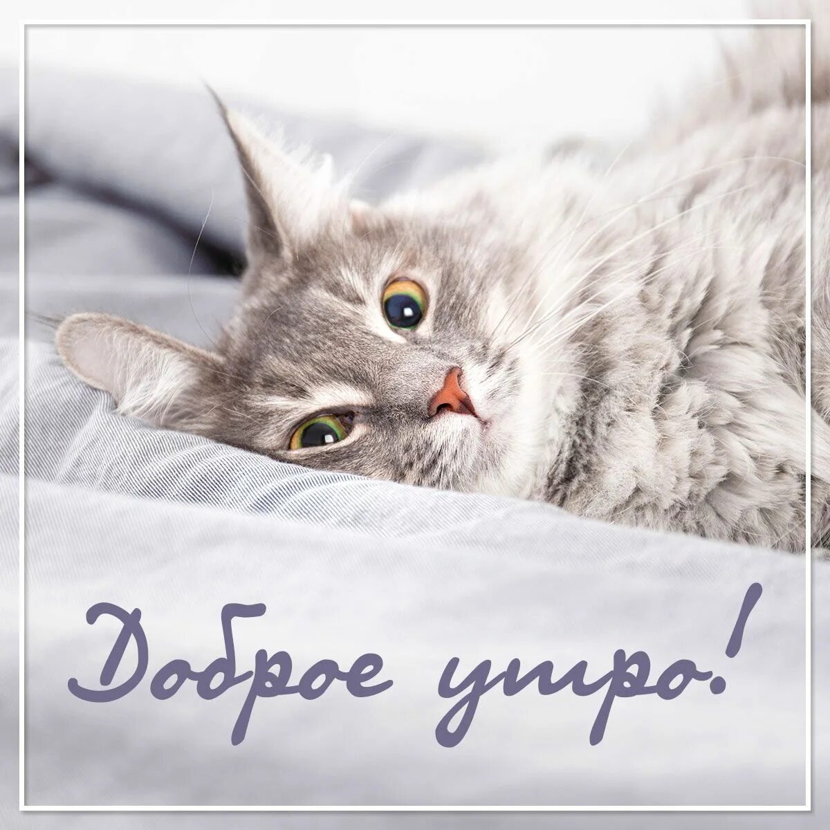 Картинки доброе утро необычные красивые с котиками Фото кошки: картинки доброе утро - инстапик Доброе утро, Кошачьи цитаты, Кошки