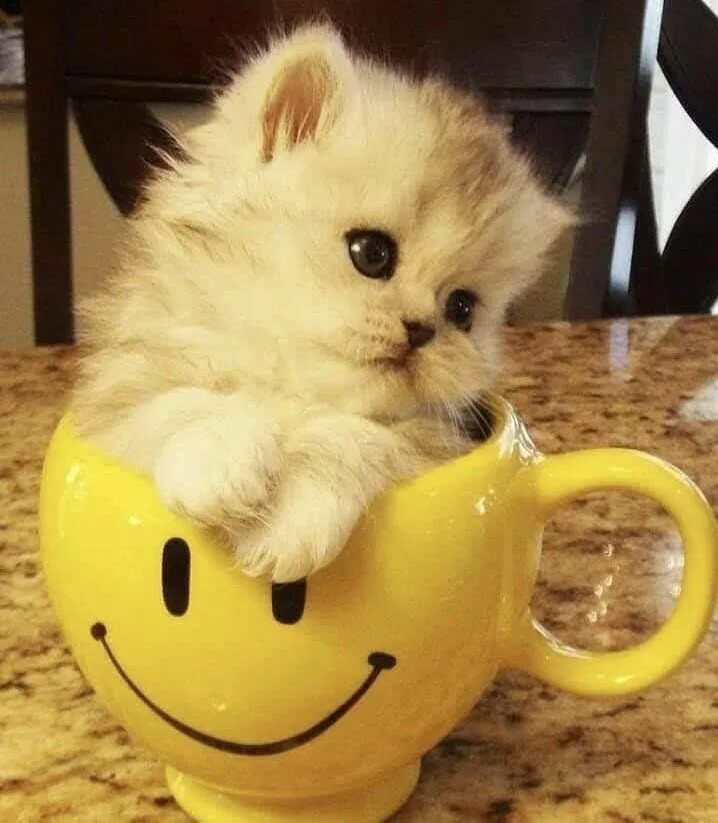 Картинки доброе утро необычные красивые с котиками Pin by maya on CATZ Good morning cat, Good morning funny pictures, Cats