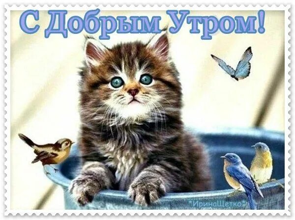 Картинки доброе утро необычные красивые с котиками ☙ ОТКРЫТКИ ДЛЯ ДРУЗЕЙ ❧ Bonjour