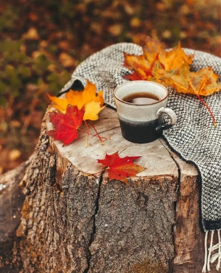 Картинки доброе утро осень сентябрь A Fall, Autumn, Halloween, Thanksgiving Blog. Autumn coffee, Fall pictures, Wint