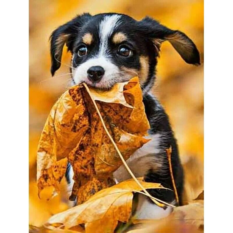 Картинки доброе утро осенние прикольные с животными 5D DIY Diamond Painting Autumn Leaves Dog Diamond Embroidery Animal Cross Stitch