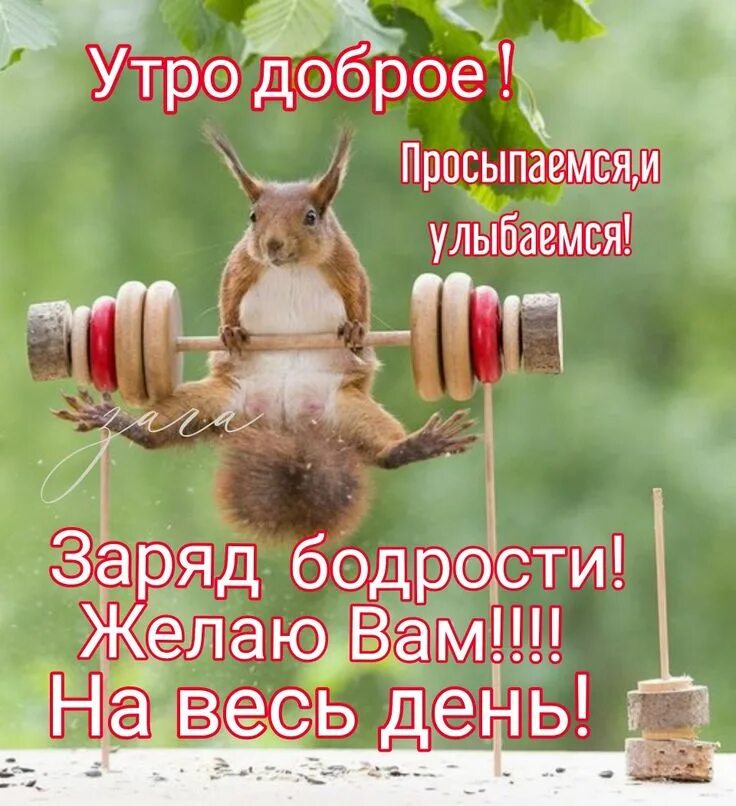 Картинки доброе утро позитивные мотивирующие Заряд бодрости,на весь день! Доброе утро, Смешные открытки, Утренние сообщения