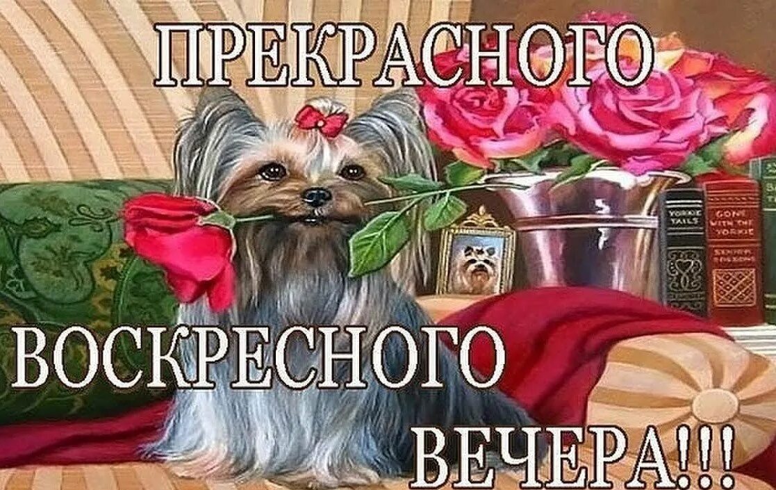 Картинки доброго воскресного вечера с пожеланием Чудесного Воскресного Вечера! Добрый Вечер - смотреть онлайн короткое видео (sho
